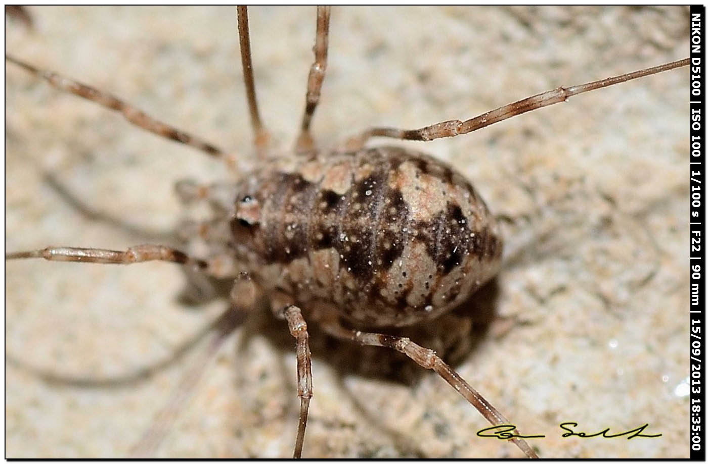 Phalangium targionii or Dasylobus cf. argentatus?